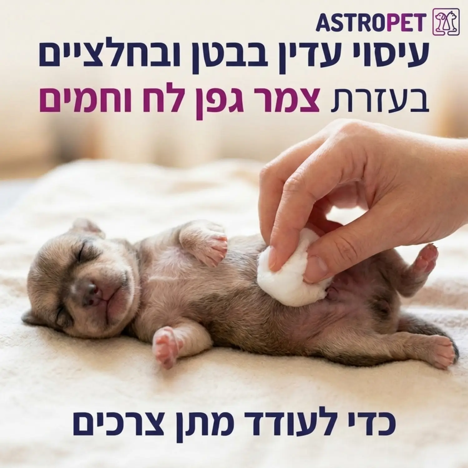 צילום תקריב המדגים כיצד לעסות בעדינות את אזור הבטן והחלציים של גור כלבים יתום באמצעות צמר גפן לח וחמים כדי לעודד מתן צרכים