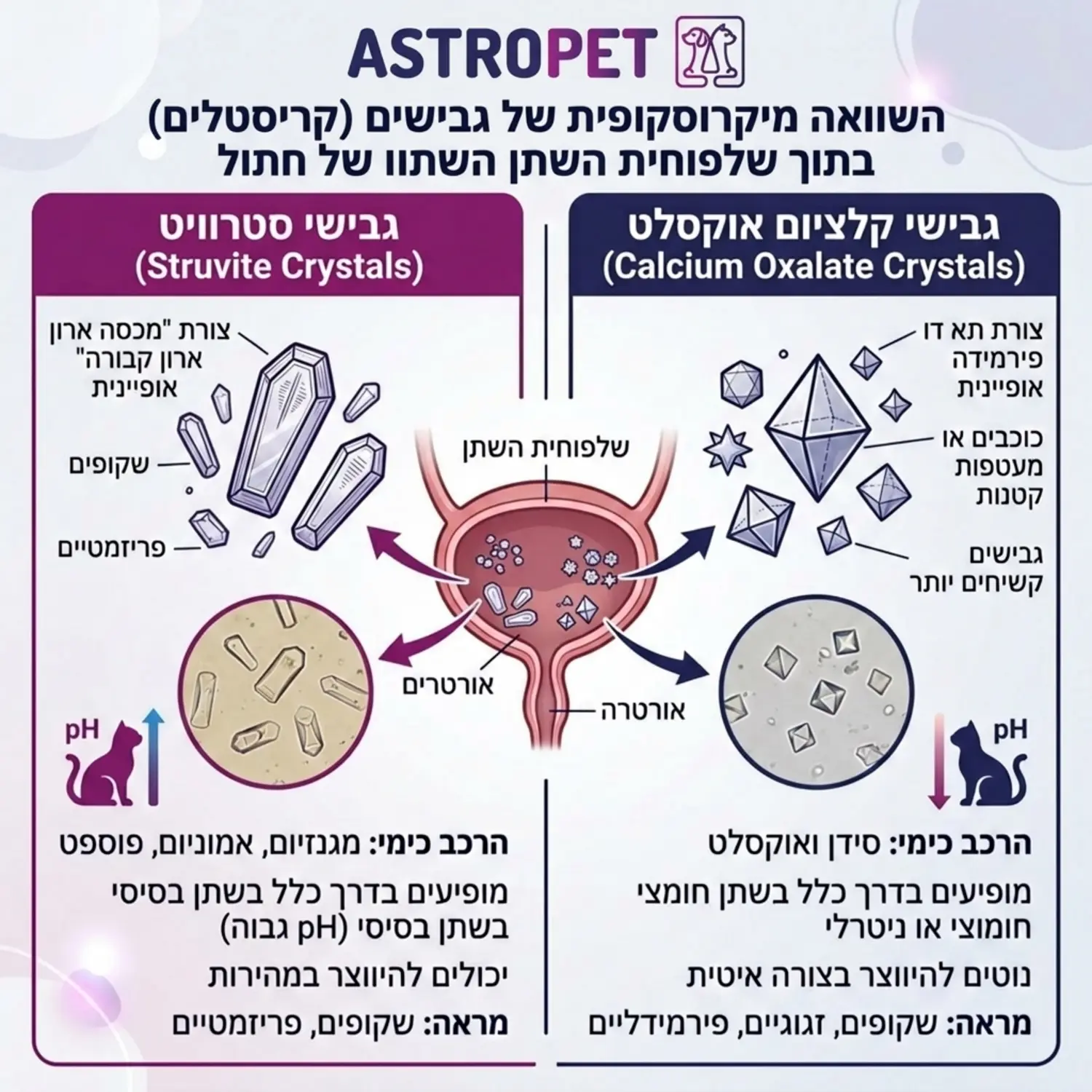 אינפוגרפיקה המציגה את ההבדל במבנה המיקרוסקופי בין קריסטלים מסוג סטרוויט לקריסטלים מסוג קלציום אוקסלט בתוך שלפוחית השתן של חתול