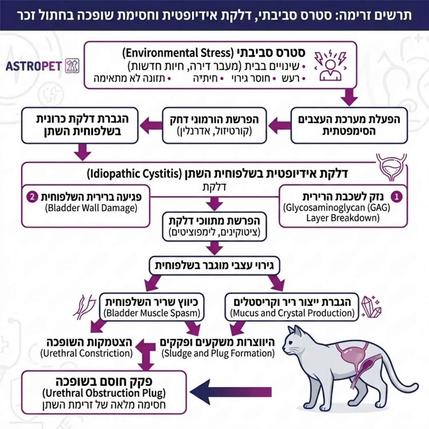 תרשים זרימה רפואי המדגים כיצד סטרס סביבתי מוביל לדלקת אידיופטית בשלפוחית השתן וכיצד היא תורמת להיווצרות פקק חוסם בשופכה של חתול זכר