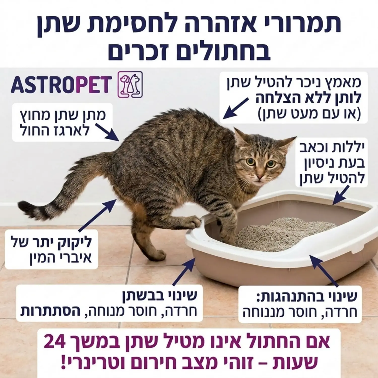צילום תקריב של חתול זכר המראה סימני אי נוחות סביב ארגז החול עם כיתובים המצביעים על סימני אזהרה קליניים לחסימת שתן