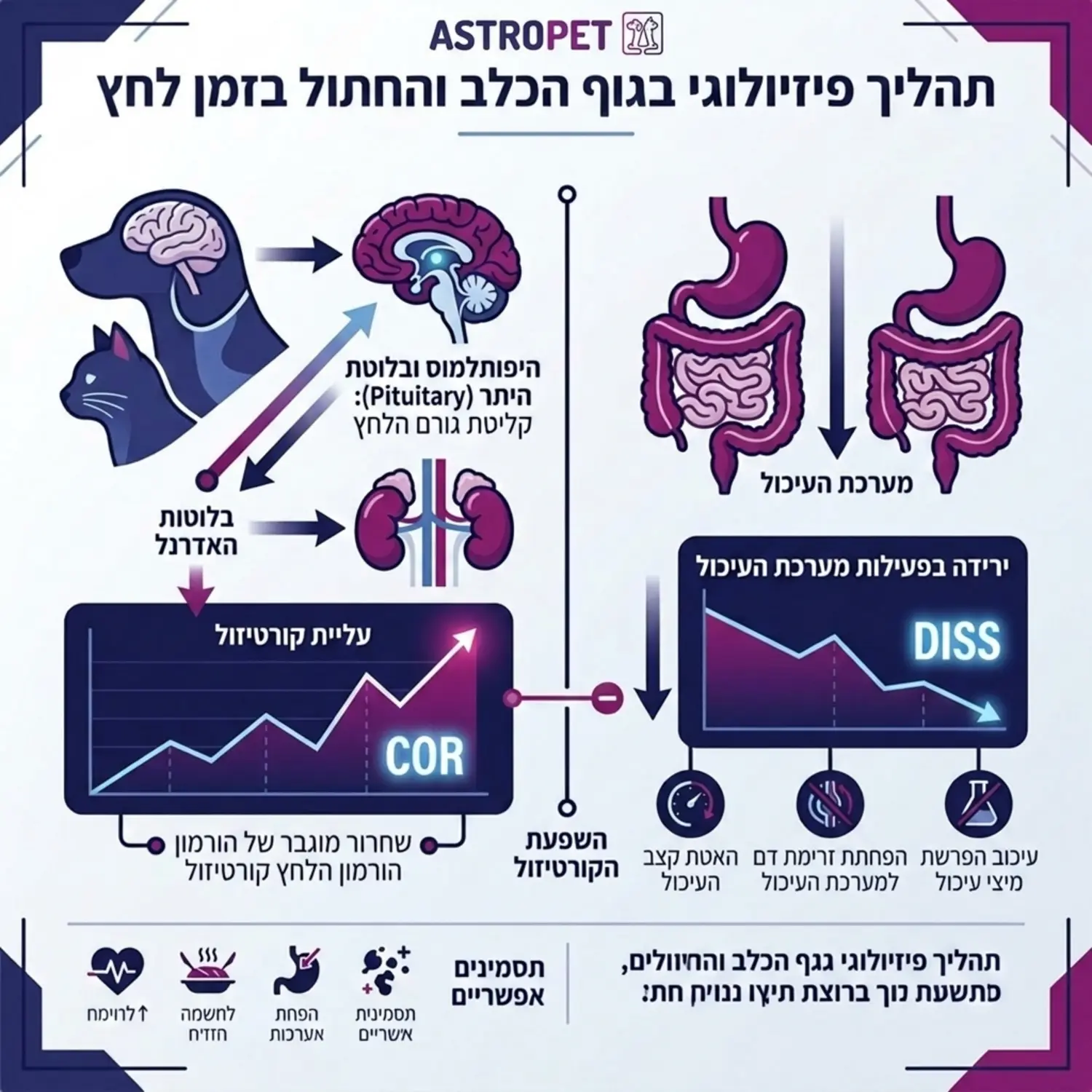 אינפוגרפיקה המדגימה את התהליך הפיזיולוגי בגוף של כלב או חתול בזמן לחץ מראה את עליית רמות הקורטיזול במקביל לירידה בפעילות מערכת העיכול עם איורים ברורים של המוח והקיבה