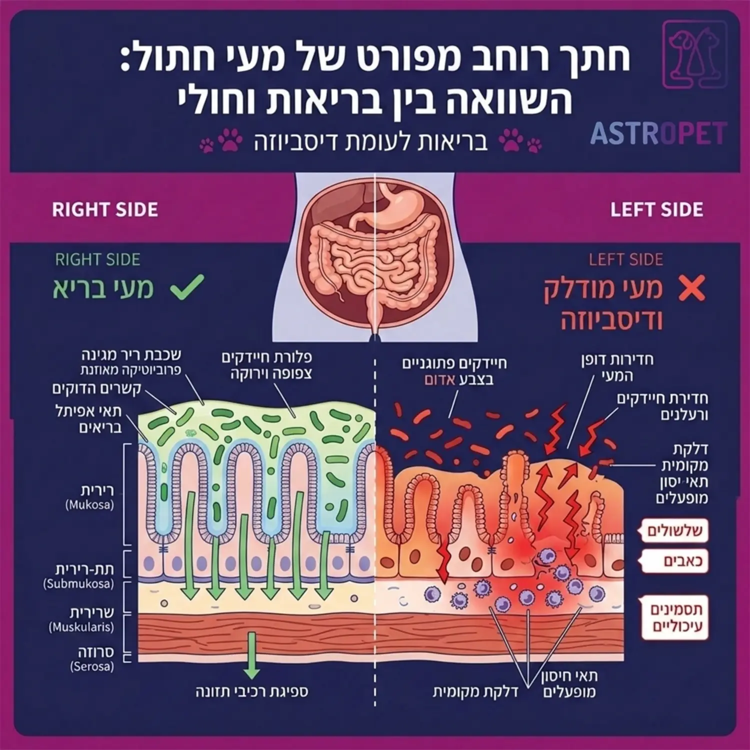 אינפוגרפיקה מפורטת המציגה את חתך המעי של החתול. מצד ימין מוצג מעי בריא עם שכבת ריר מגינה ופלורת חיידקים צפופה וירוקה. מצד שמאל מוצג מעי מודלק במצב של דיסביוזה, עם חיידקים פתוגניים בצבע אדום, חדירות של דופן המעי וסימני דלקת מקומית.