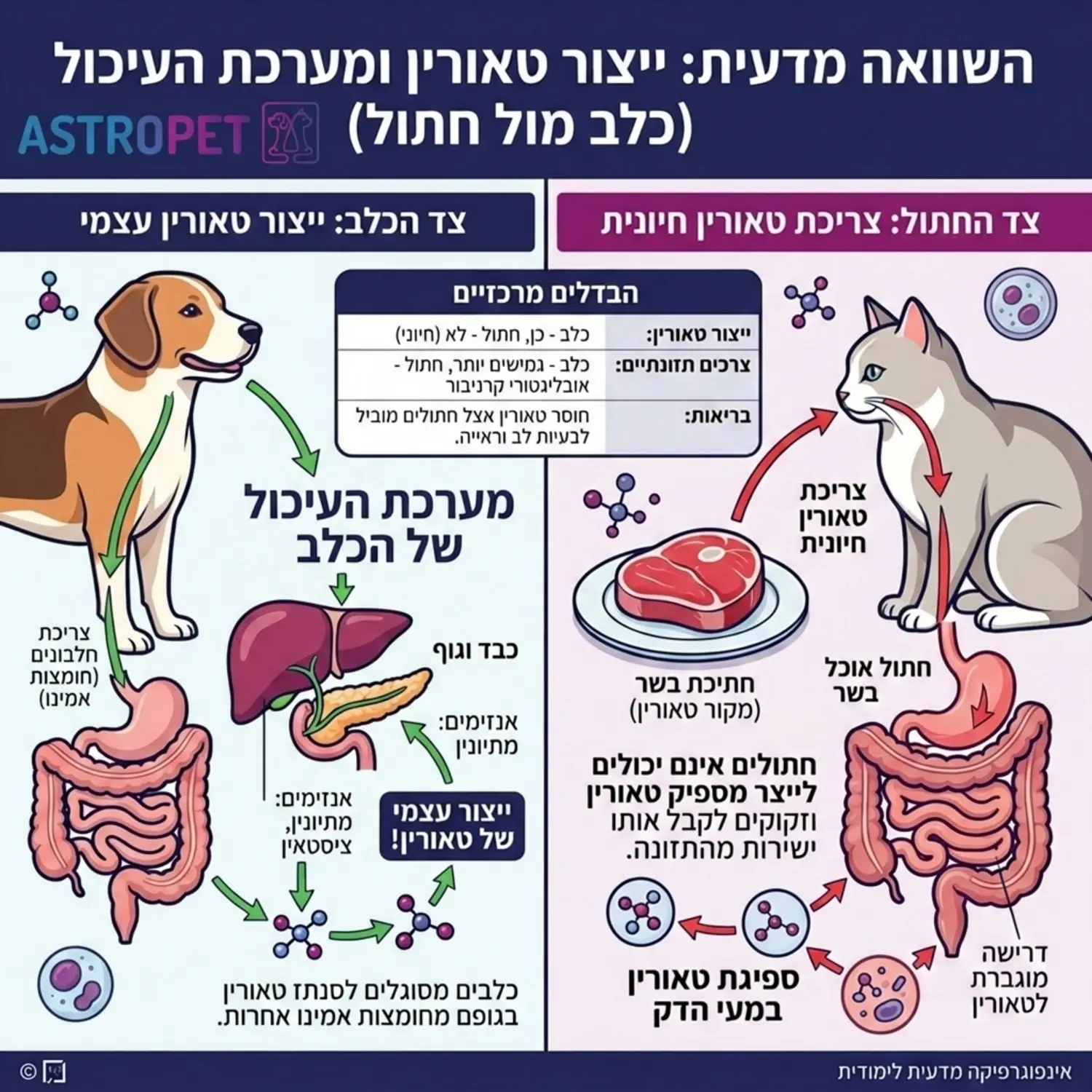 אינפוגרפיקה מדעית המציגה את ההבדל במערכת העיכול וייצור האנזימים בין חתול לכלב. בצד אחד כלב המייצר טאורין בעצמו מחומצות אמינו אחרות, ובצד שני חתול שחייב לקבל את הטאורין ישירות מחתיכת בשר, עם חיצים המסבירים את התהליך.