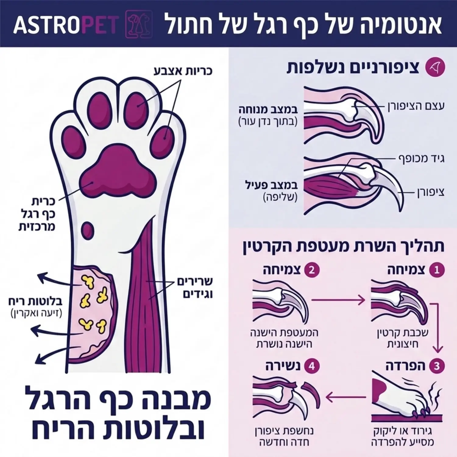 אינפוגרפיקה המציגה את האנטומיה של כף הרגל של החתול כולל בלוטות הריח וציפורניים נשלפות ומתארת את תהליך השרת מעטפת הקרטין