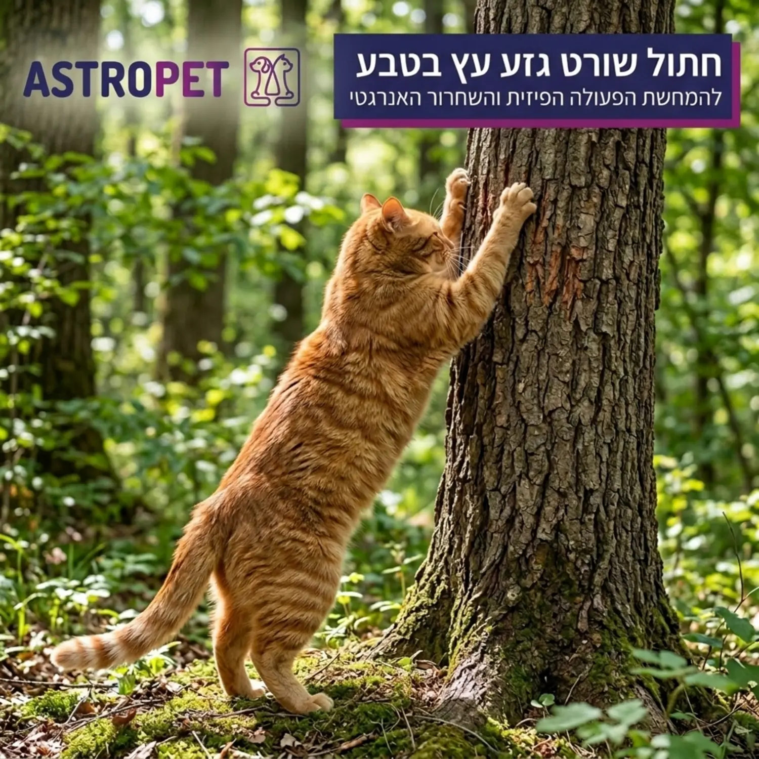 חתול שורט גזע עץ בטבע תוך כדי מתיחת שרירי הגב והכתפיים להמחשת הפעולה הפיזית והשחרור האנרגטי